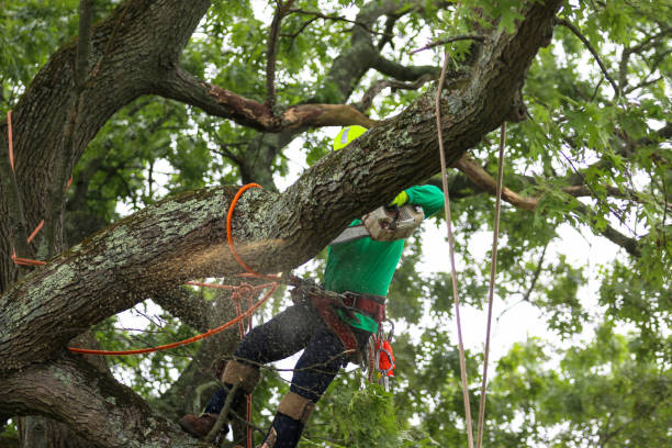 How Our Tree Care Process Works  in  North Merritt Island, FL